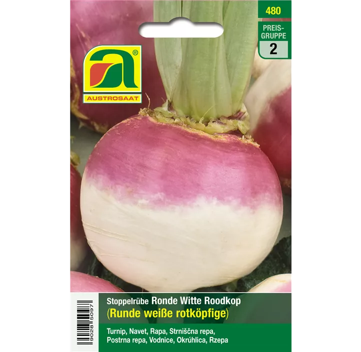 Herbstrübe Ronde Witte Roodkop