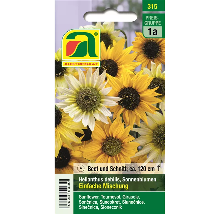 Helianthus debilis