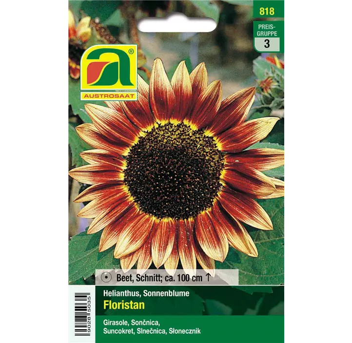 Helianthus Floristan einjährig