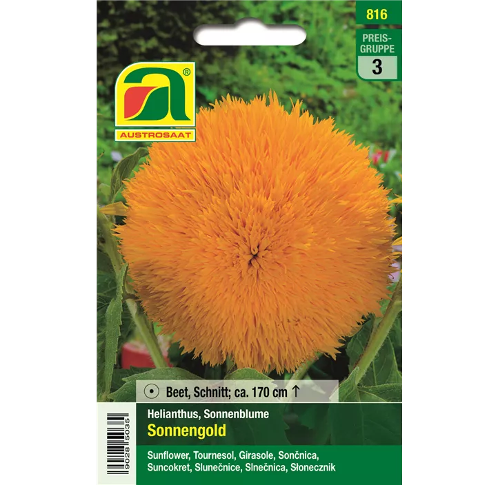 Helianthus gefüllt einjährig