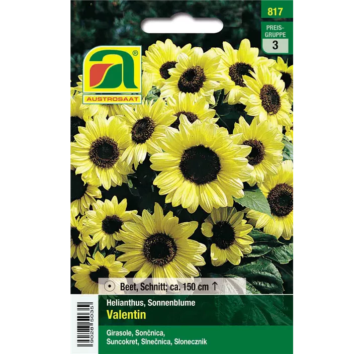 Helianthus Valentin einjährig