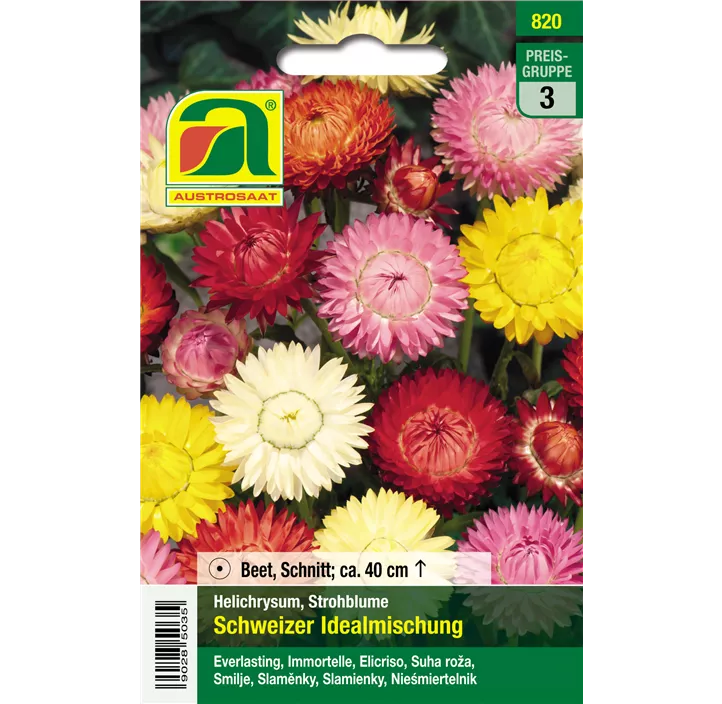Helichrysum Schweizer Mischung einjährig