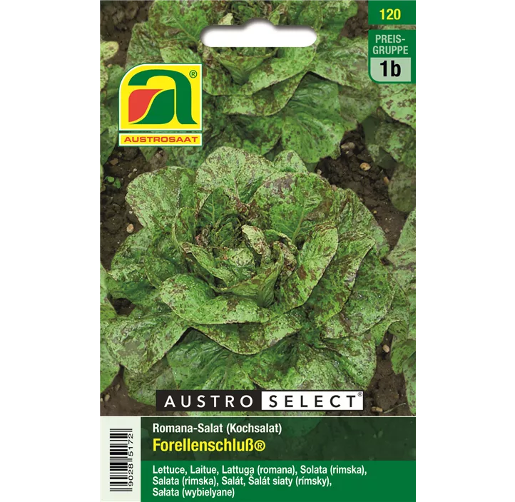 Kochsalat Forellenschluss