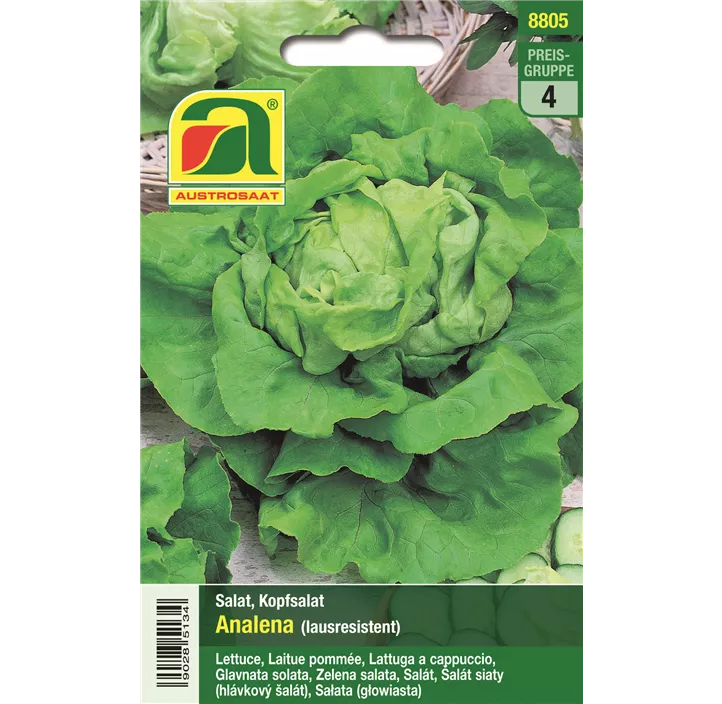Kopfsalat Analena lausresistent