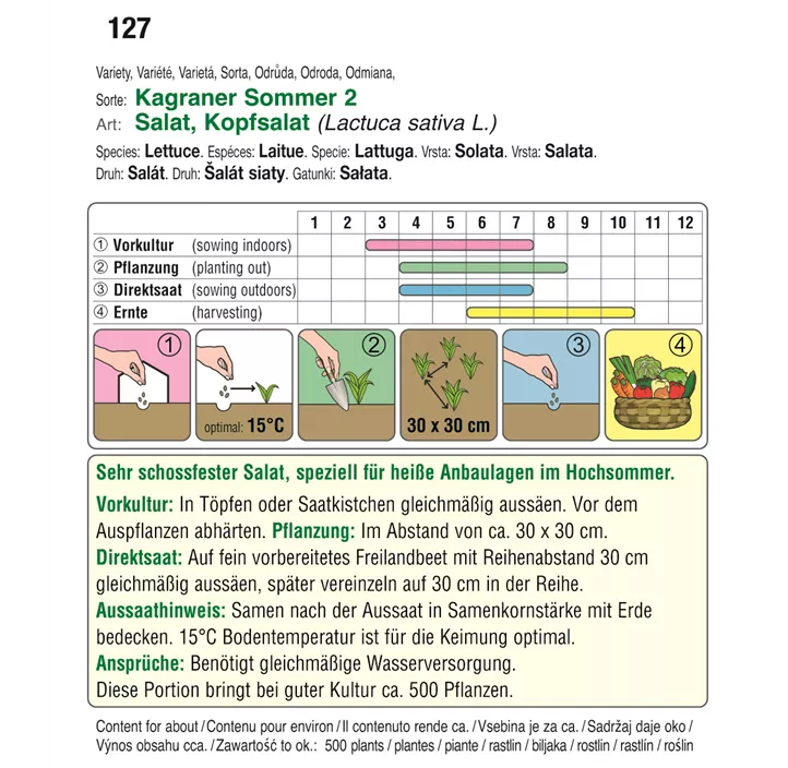 Kopfsalat Kagraner Sommer 2