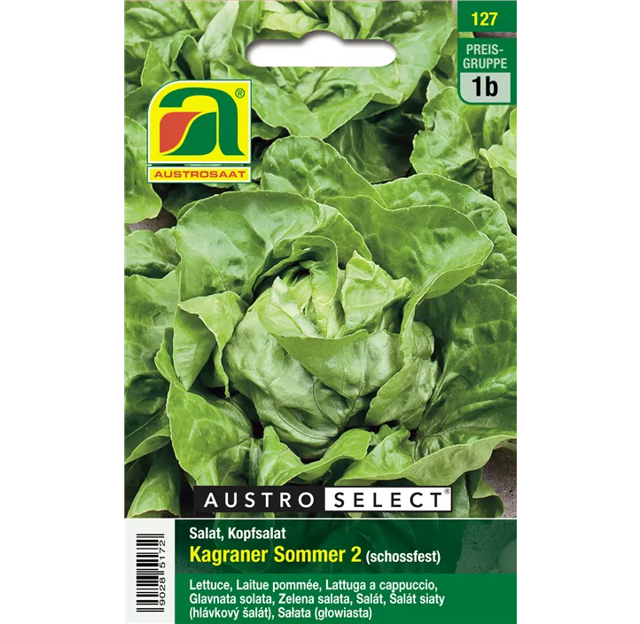 Kopfsalat Kagraner Sommer 2