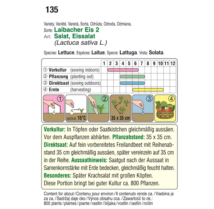 Kopfsalat Laibacher Eis 2