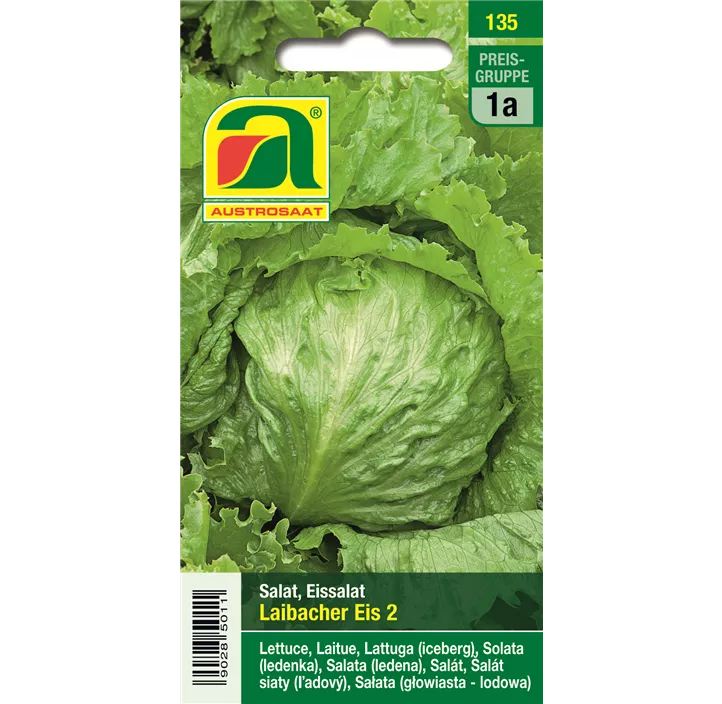 Kopfsalat Laibacher Eis 2