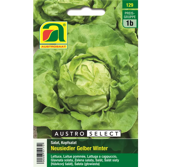 Kopfsalat Neusiedler Gelber Winter