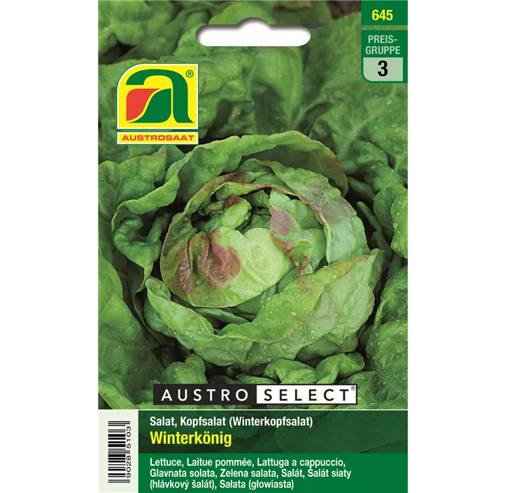 Kopfsalat Winterkönig