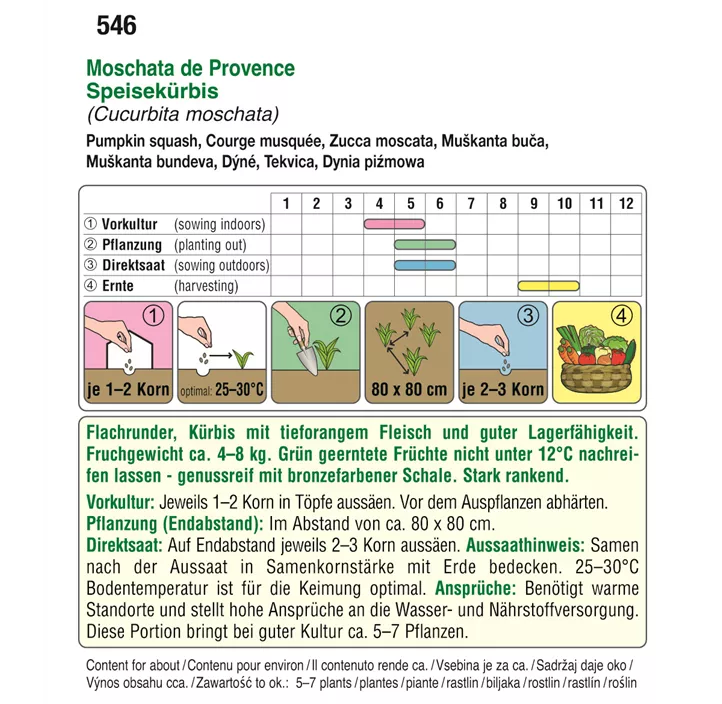 Kürbis Moschata de Provence