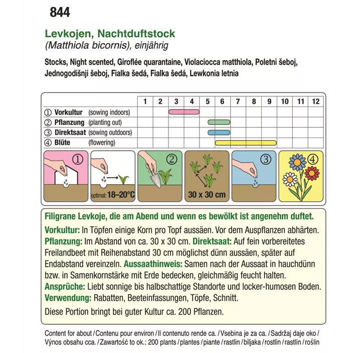 Levkojen Nachtduftstock