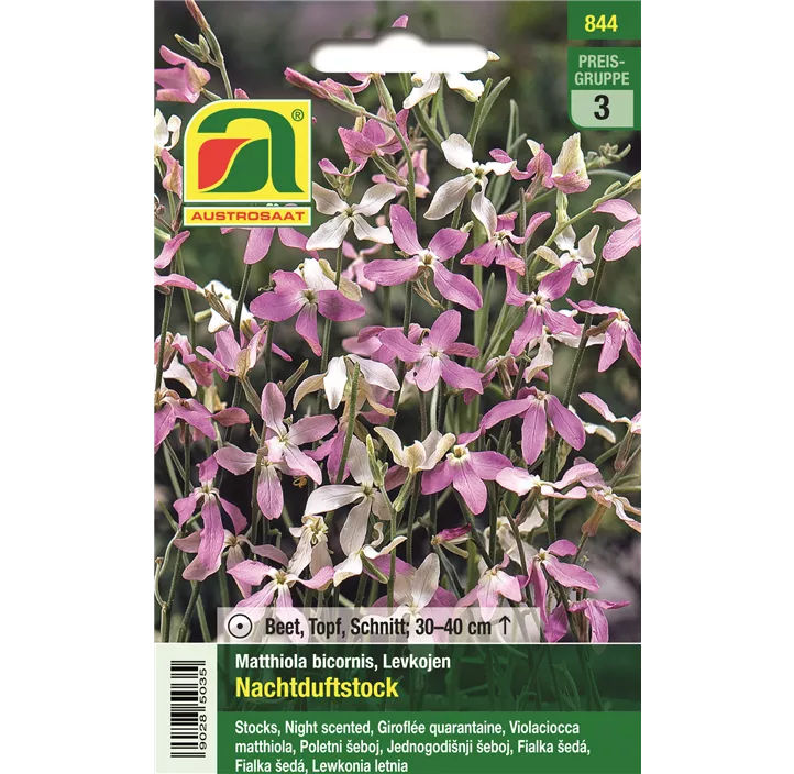 Levkojen Nachtduftstock