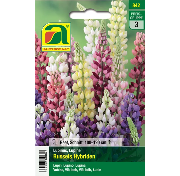 Lupinen Russels mehrjährig