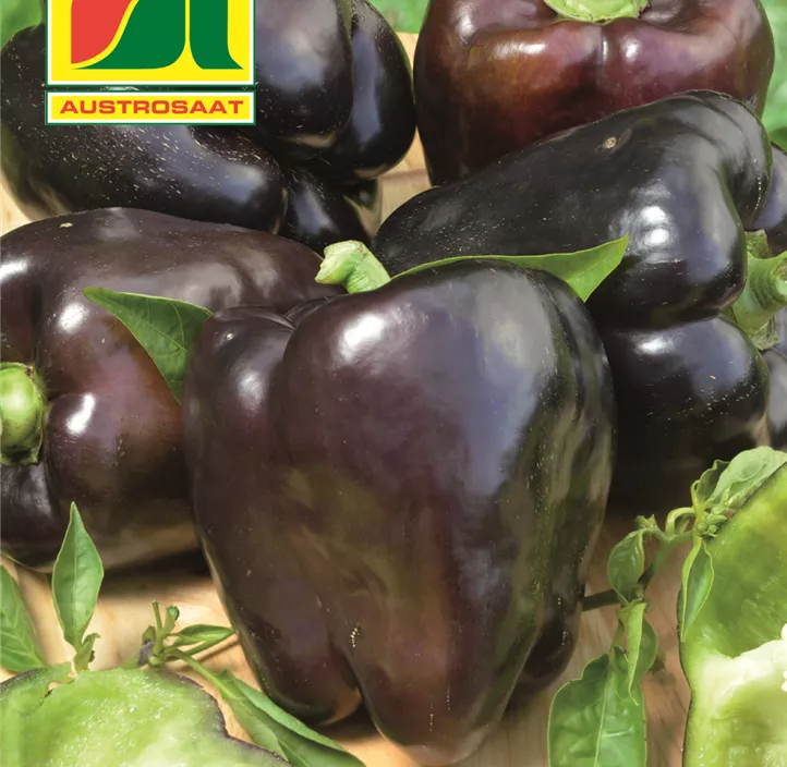 Paprika Oda violett 