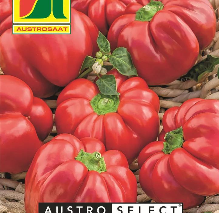 Paprika Paradeisfrüchtig Frührot