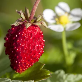 Fragaria vesca Walderdbeere