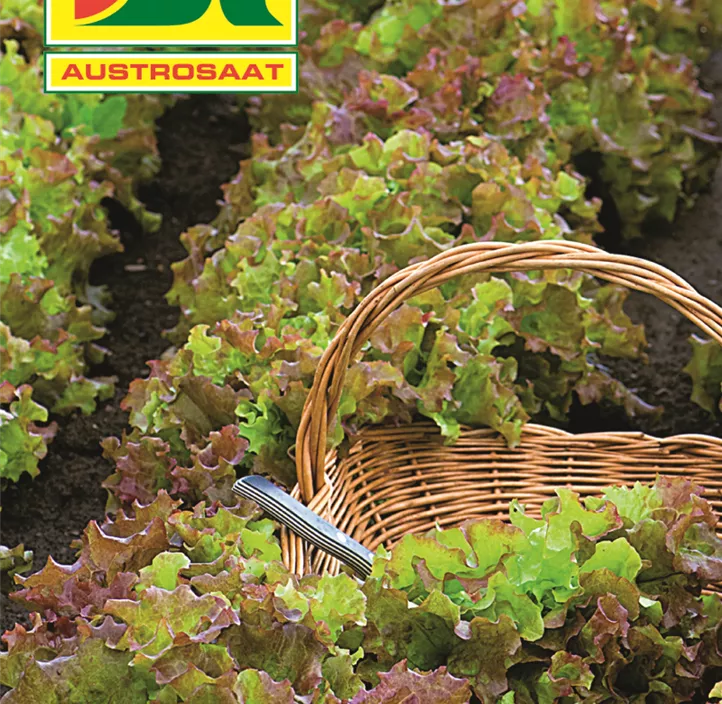 Pflücksalat amerikanischer Brauner