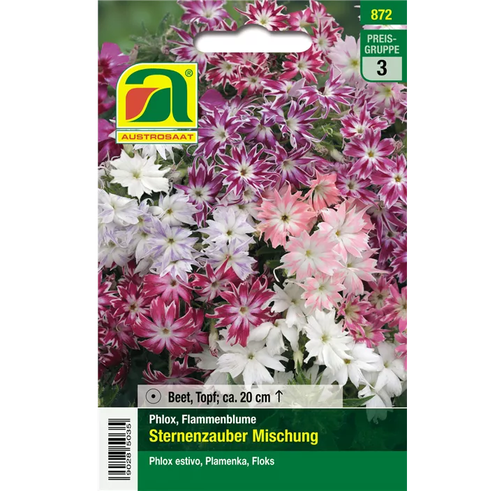 Phlox Sternenzauber Mischung einjährig