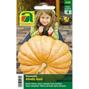 Riesenkürbis Atlantic Giant