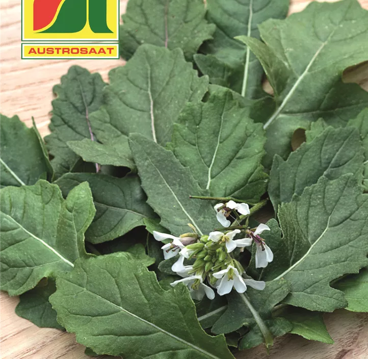 Rucola Rauke Wasabi