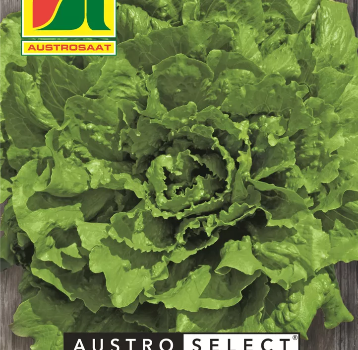 Schnittsalat Grüner Eishäuptel