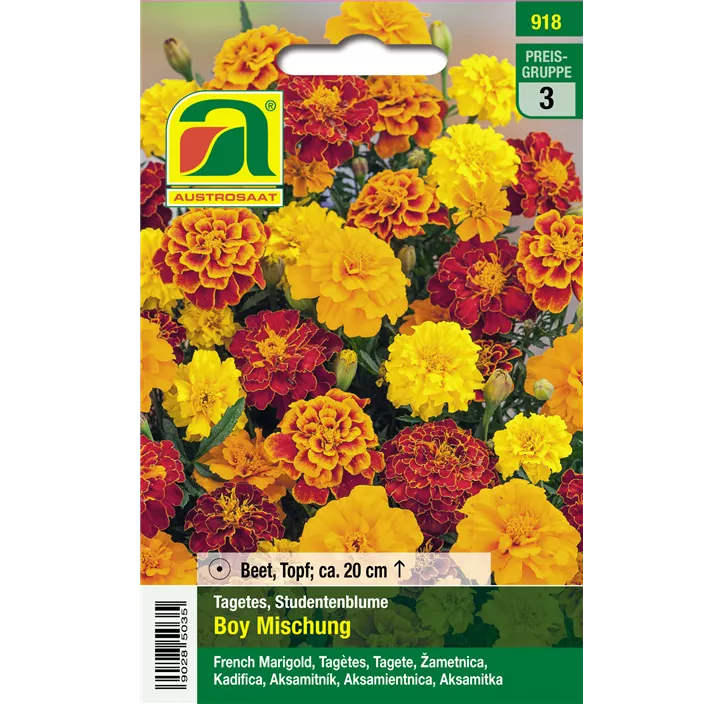 Tagetes patula Boy Mischung einjährig