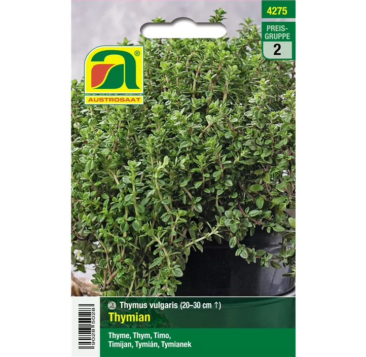 Thymian