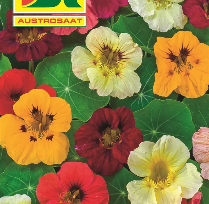Tropaeolum hohe einfache einjährig