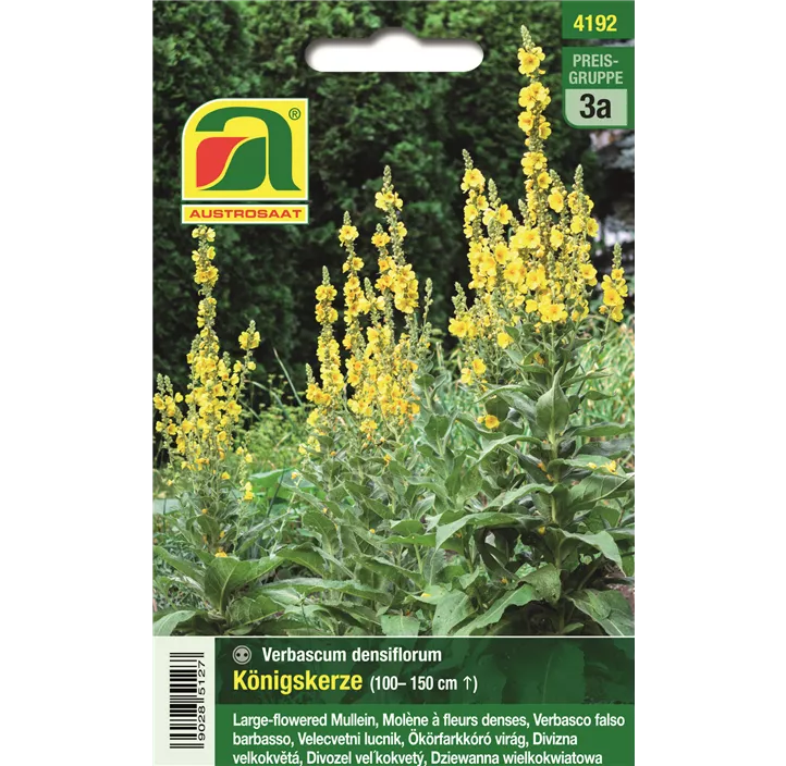 Verbascum Königskerze