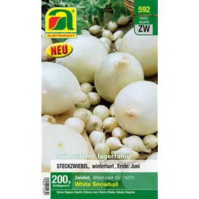 Wintersteckzwiebel weiß 'White Snowball' Wintersteckzwiebel weiß 'White Snowball'