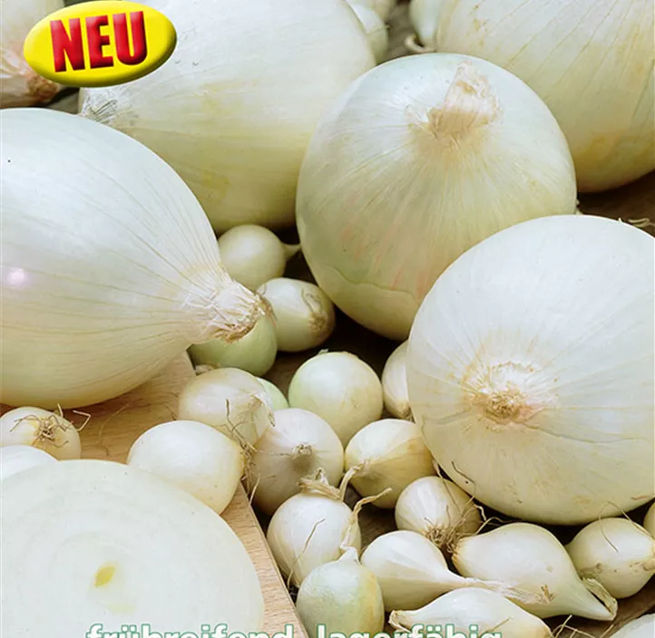 Wintersteckzwiebel weiß 'White Snowball'
