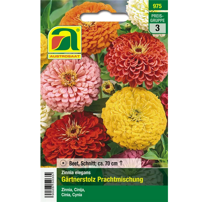 Zinnia Gärtnerstolz Mischung