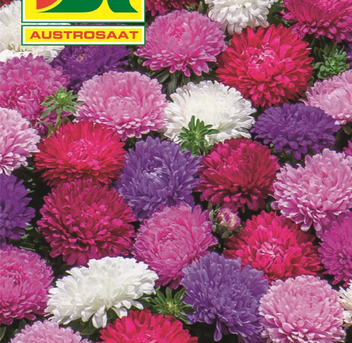 Zwerg-Astern niedere Mischung