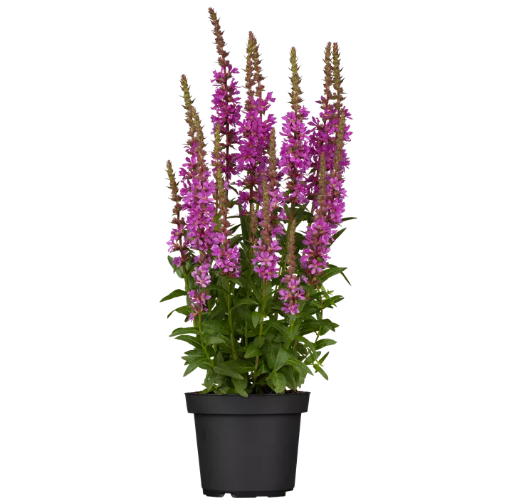 Garten-Blut-Weiderich 'Robin'