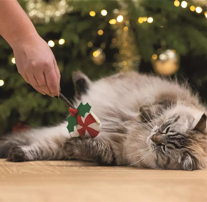 Katzenspielzeug Matabi Lollipop