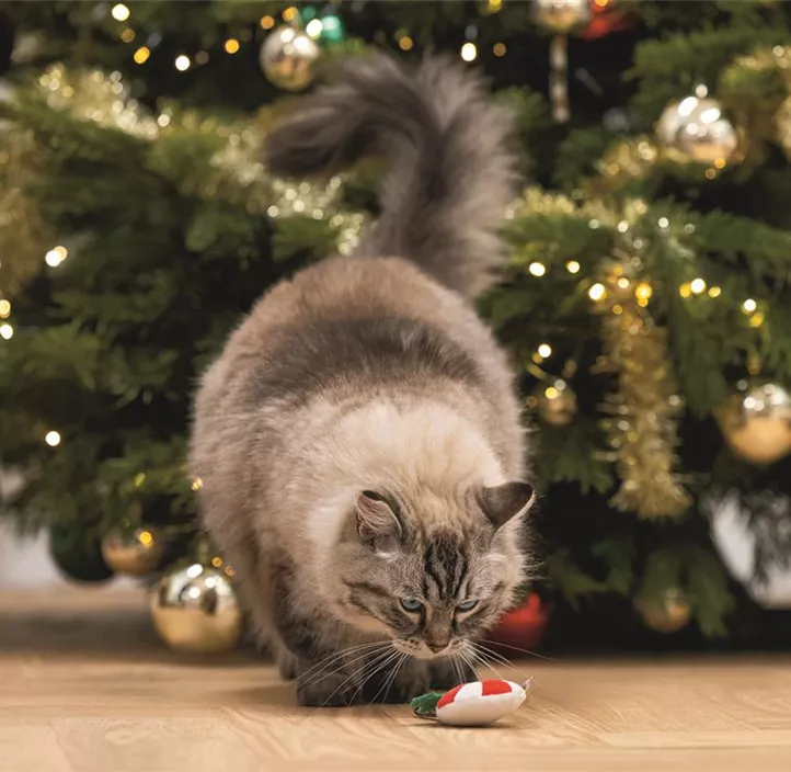 Katzenspielzeug Matabi Lollipop