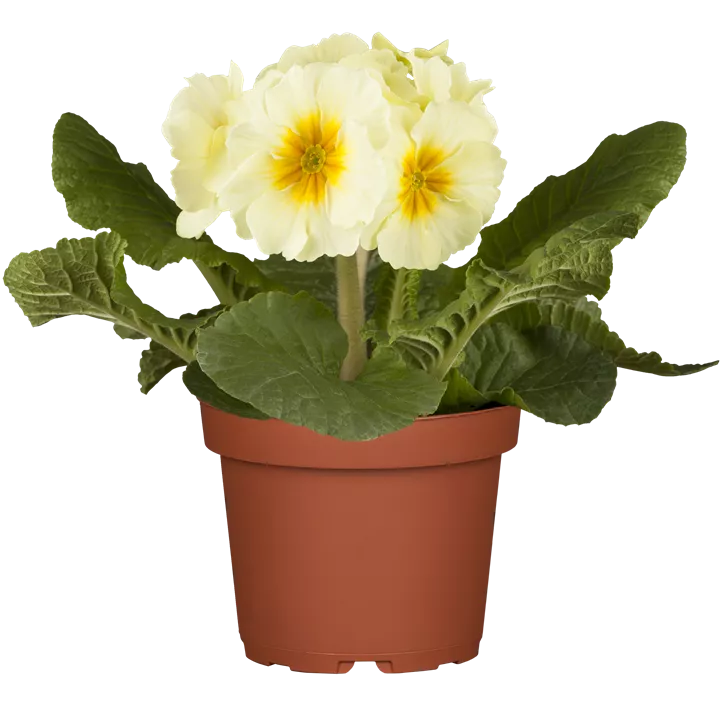 Hohe Schlüsselblume