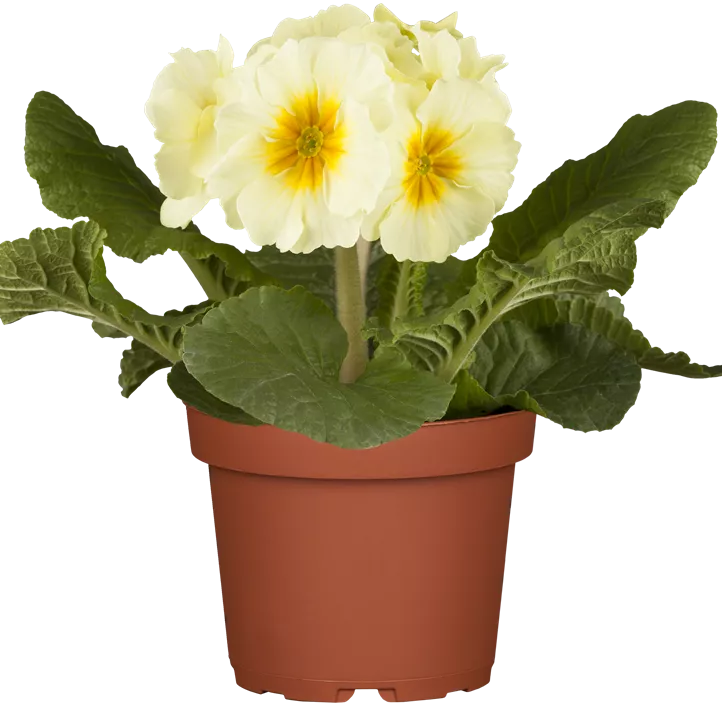 Hohe Schlüsselblume