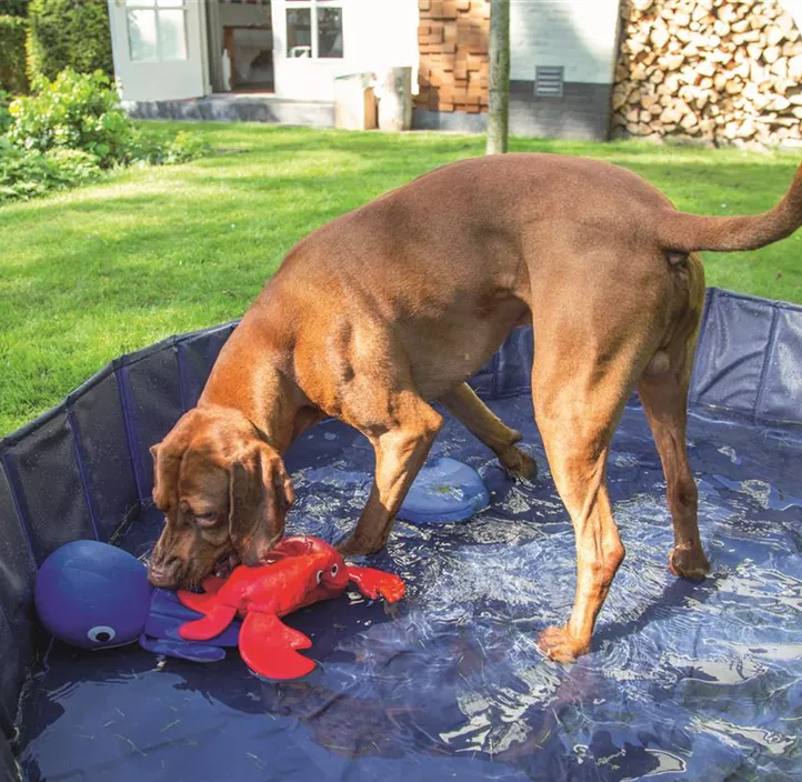 BZ Doggy Dip Pool