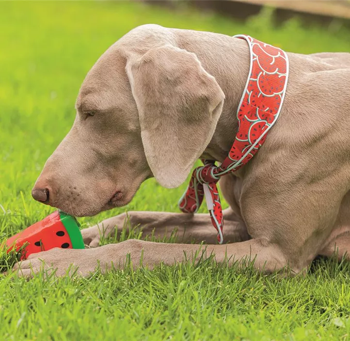 Hunde-Schleckmatte