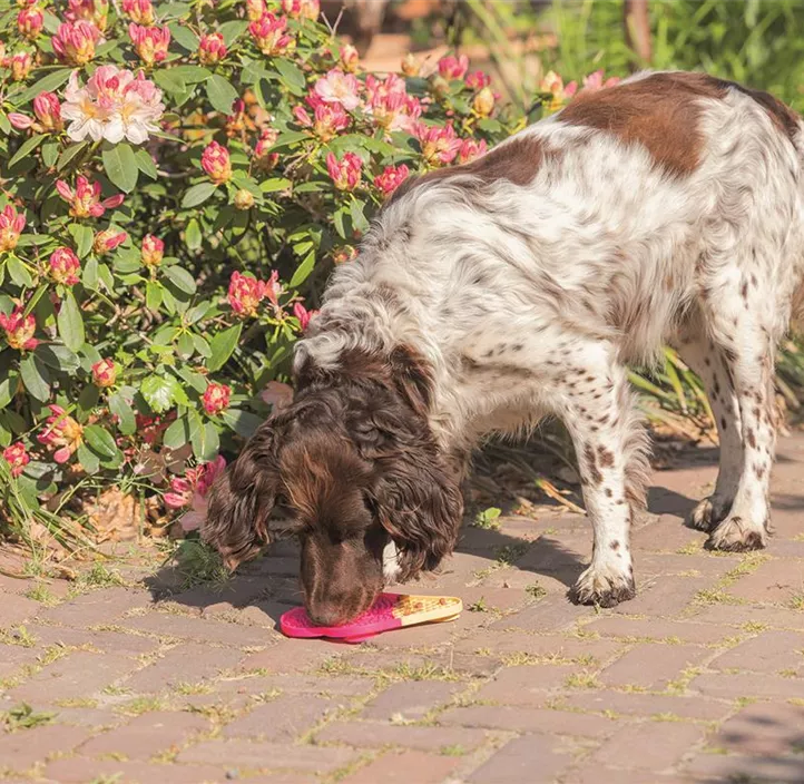 Hunde-Schleckmatte
