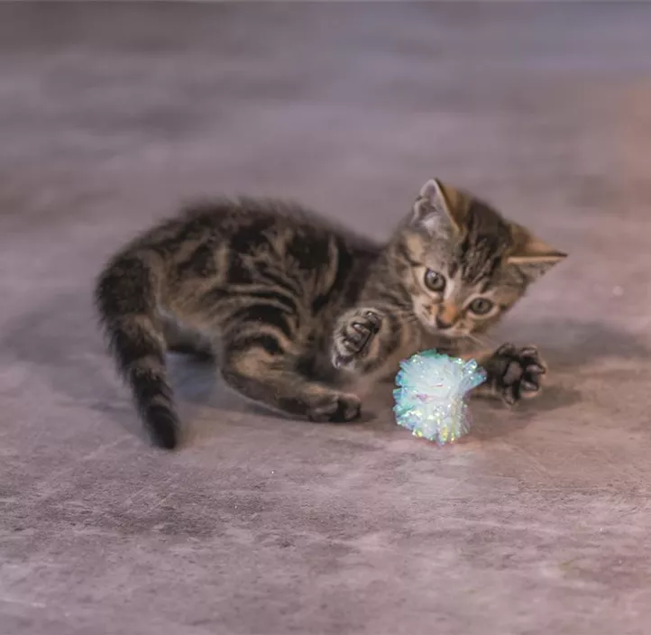 Knisterbälle Kitten