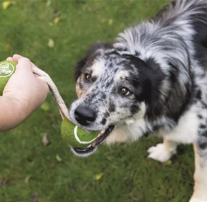 Minus One Hundespielzeug Tennisball Seil