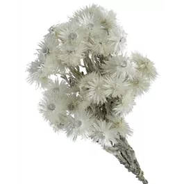 Capblumen
