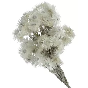 Capblumen