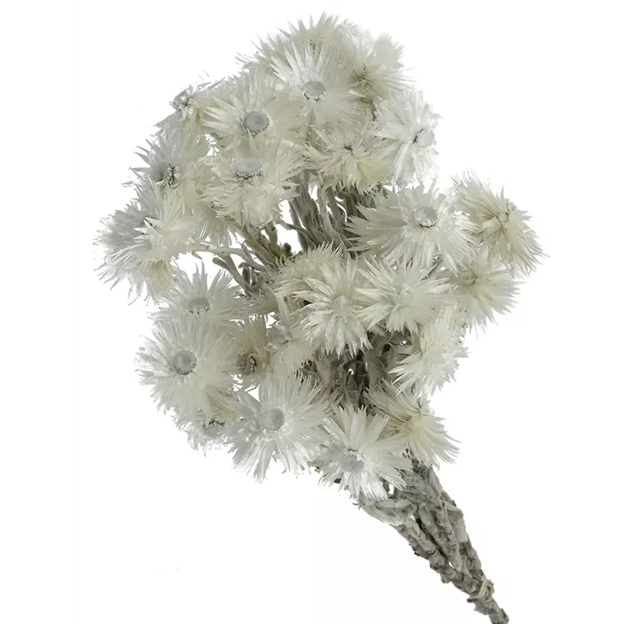 Capblumen