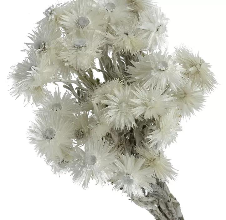 Capblumen
