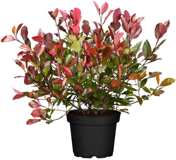 philodendron erubescens imperial green Philodendron 'Imperial Green' – Foliage Factory