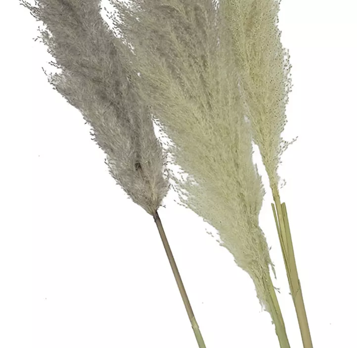 Pampaswedel groß